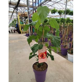 Bixa orellana (Roucou, Rocouyer, Achiote, Arbre à rouge à lèvre)