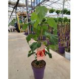 Bixa orellana (Roucou, Rocouyer, Achiote, Arbre à rouge à lèvre)