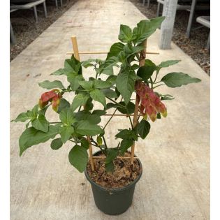 Beloperone guttata (plante crevette)