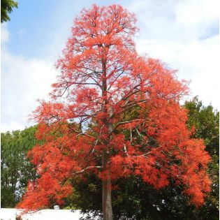 Brachychiton acerifolius (flamme australienne)
