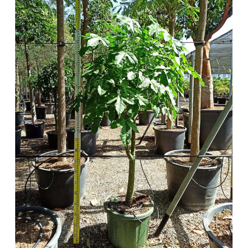 Brachychiton discolor (Arbre bouteille bicolore)