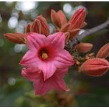 Brachychiton discolor (Arbre bouteille bicolore)