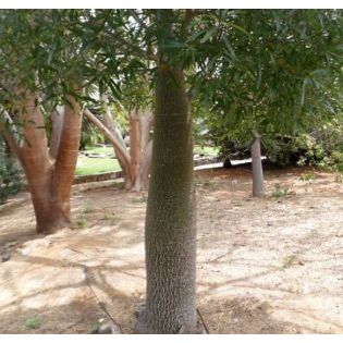 Brachychiton discolor (Arbre bouteille bicolore)