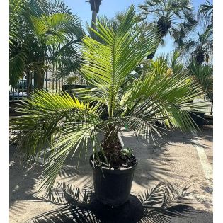 Jubaea chilensis (Cocotier du chili, palmier à miel, palmier à vin) spécimen