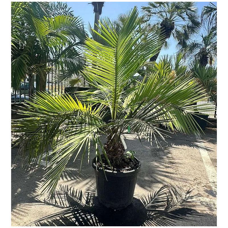 Jubaea chilensis (Cocotier du chili, palmier à miel, palmier à vin) spécimen