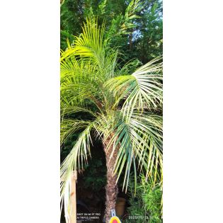 copy ofPhoenix roebelenii (Dattier du Laos, palmier dattier nain) SPECIMEN