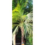 Phoenix roebelenii seconde main (Dattier du Laos, palmier dattier nain) SPÉCIMEN