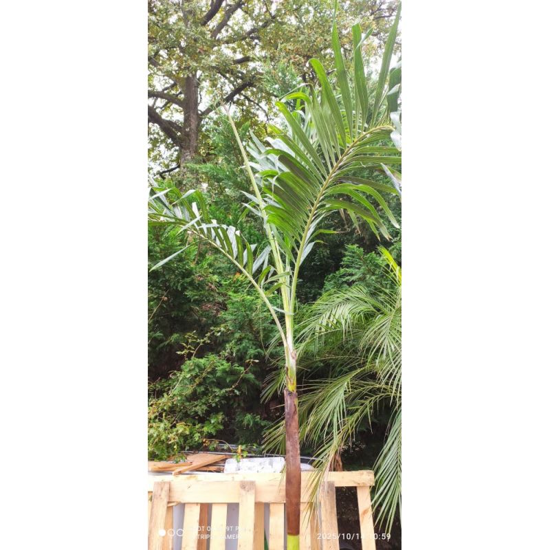 Archontophoenix alexandrae SECONDE MAIN (Palmier royal) 250/300M TRONC 150CM 