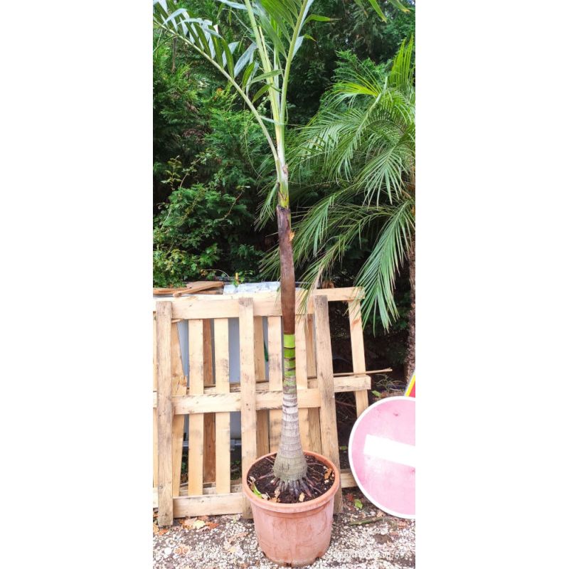 Archontophoenix alexandrae SECONDE MAIN (Palmier royal) 250/300M TRONC 150CM 