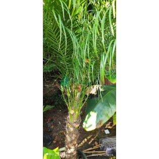 Phoenix roebeleniiSECONDE MAIN TRONC 90/100TOTAL160/180CM (Dattier du Laos, palmier dattier nain) 