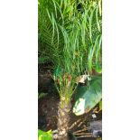 Phoenix roebeleniiSECONDE MAIN TRONC 90/100TOTAL160/180CM (Dattier du Laos, palmier dattier nain) 