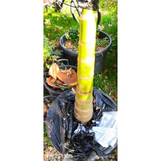 copy ofcopy ofArchontophoenix alexandrae (Palmier royal) SPECIMEN