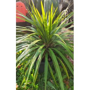 Cordyline australis 25L grosse touffe