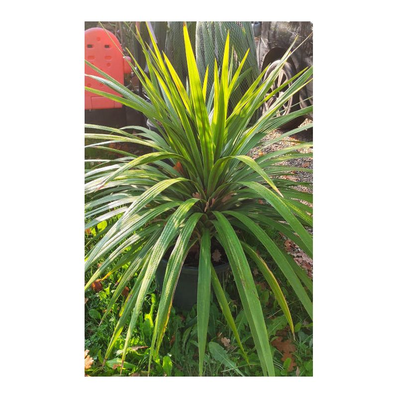 copy ofCordyline australis