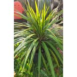 copy ofCordyline australis