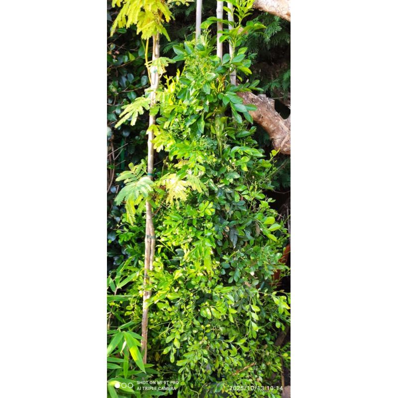 Murraya paniculata promo (Buis de Chine, Bois jasmin, Oranger jasmin)