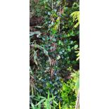 copy ofEugenia uniflora "Etna fire" ADULTE (Cerisier de Cayenne, Pitanga, Cerisier carré de Tahiti)