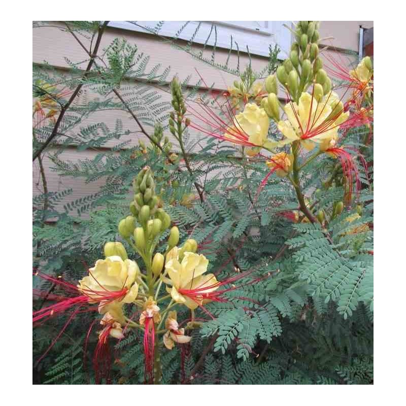 Caesalpinia gilliesii (petit flamboyant)