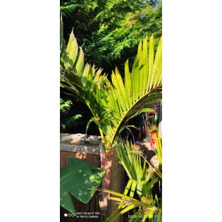 Adonidia merrillii seconde main 160/180cm(Veitchia merrillii- Palmier de manille) SPÉCIMEN