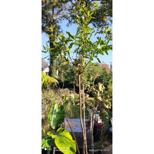 copy ofMacadamia integrifolia (Noix de Macadamia)