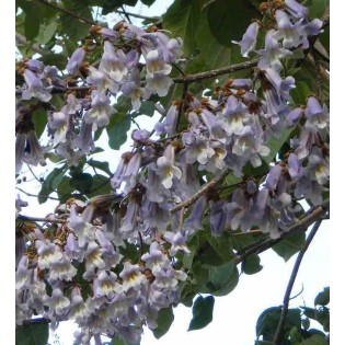 Paulownia tomentosa