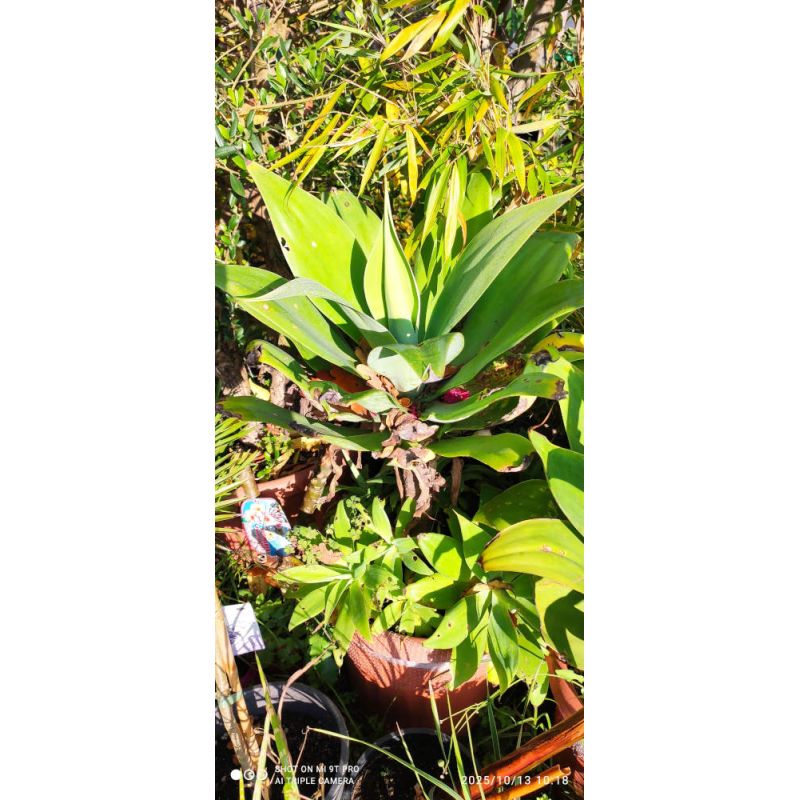 copy ofAgave attenuata