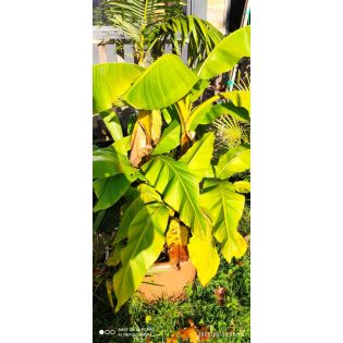 copy ofMusa basjoo Sakhalin SPECIMEN (Bananier rustique)