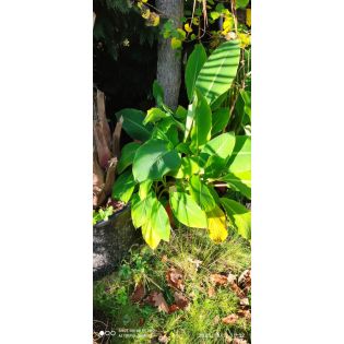 copy ofMusella lasiocarpa (bananier Lotus d'or)