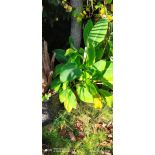 copy ofMusella lasiocarpa (bananier Lotus d'or)