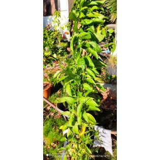 Cestrum nocturnum160/180cm (Galant de nuit)