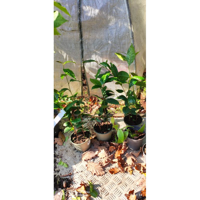 Camellia sinensis (Thea chinensis) : le théier 30cm