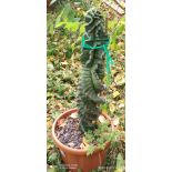 Cereus forbesii cv. Spiralisi cactus sacré spirale soldé