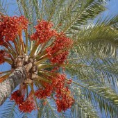 La Maison des Palmiers Tempérés - Jardintropic