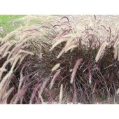 Belles graminées pas cher !