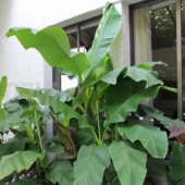 De beaux bananiers d'intérieur bon marché pour décorer les espaces intérieurs
