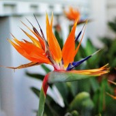 Délicieux bananiers à vendre - Jardin Tropical Plants