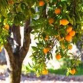 Les plus beaux agrumes, du plus petit au plus gros