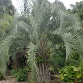 50+ Différents Types De Meilleurs Palmiers