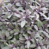 rares pour concevoir des épices et autres plantes aromatiques.