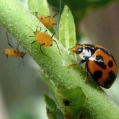 lutter contre les ravageurs de manière naturelle
