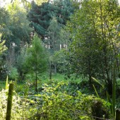 vous aller pouvoir créer votre forêt comestible !