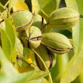 La plus grande contribution de belles plantes au goût de l'humanité