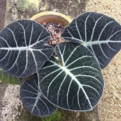 Plantes à feuillages décoratifs