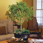 Plantes purifiantes & dépolluantes