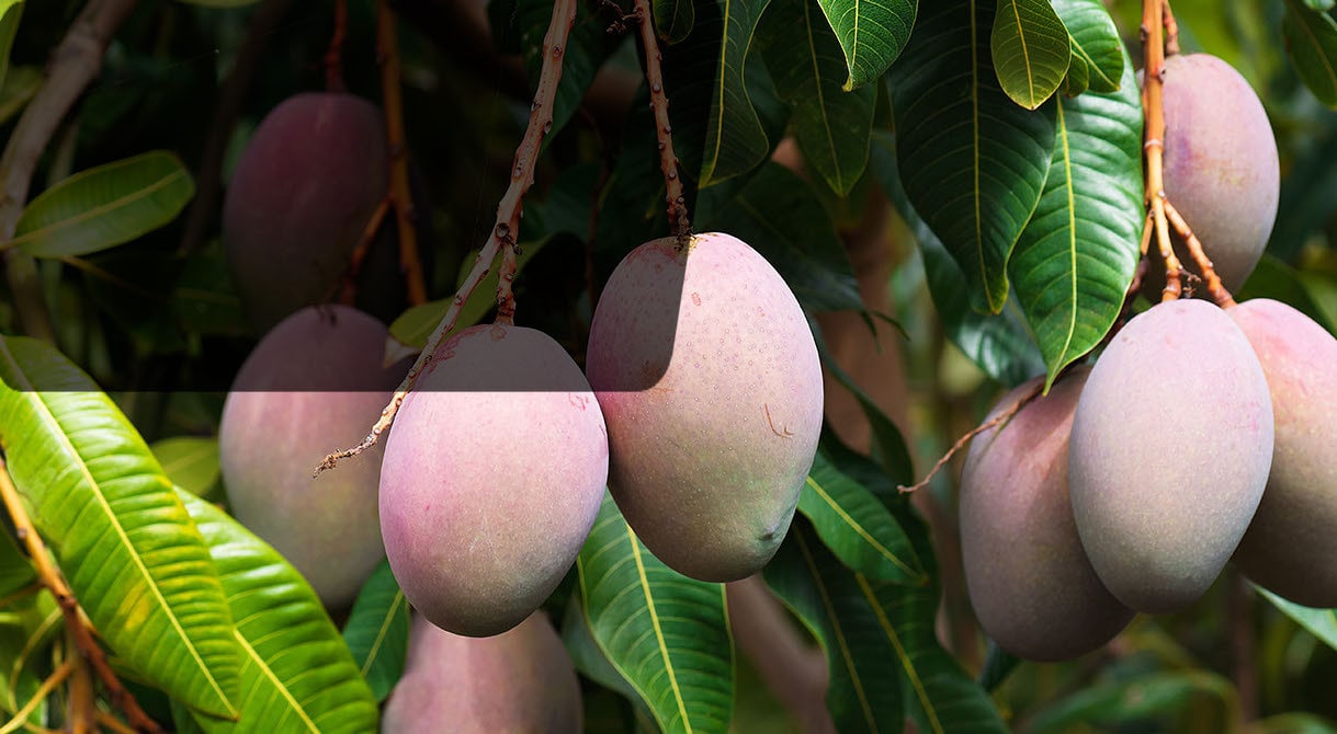 Délicieux manguiers rares