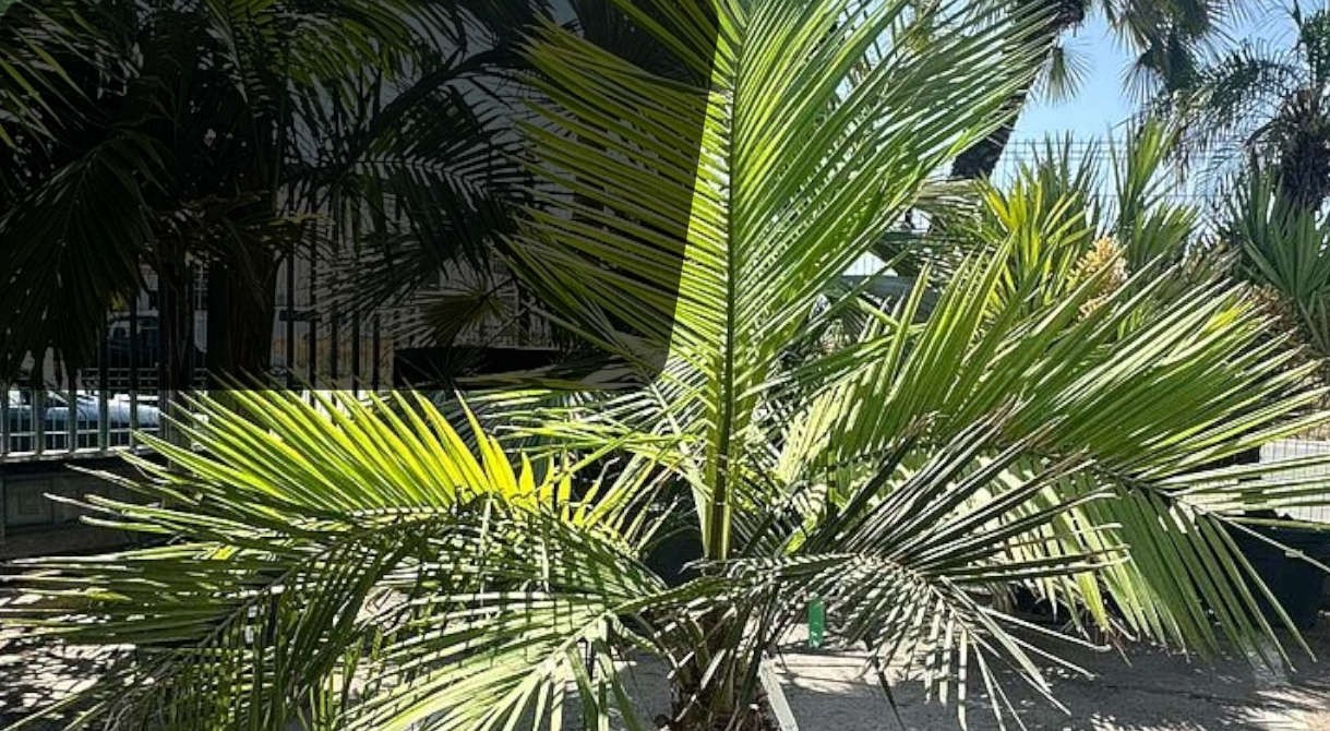 Jubaea (cocotier du chili en promotion)