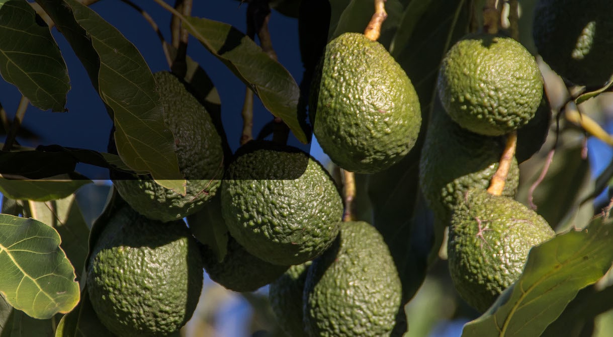 De beaux avocatiers bien vigoureux
