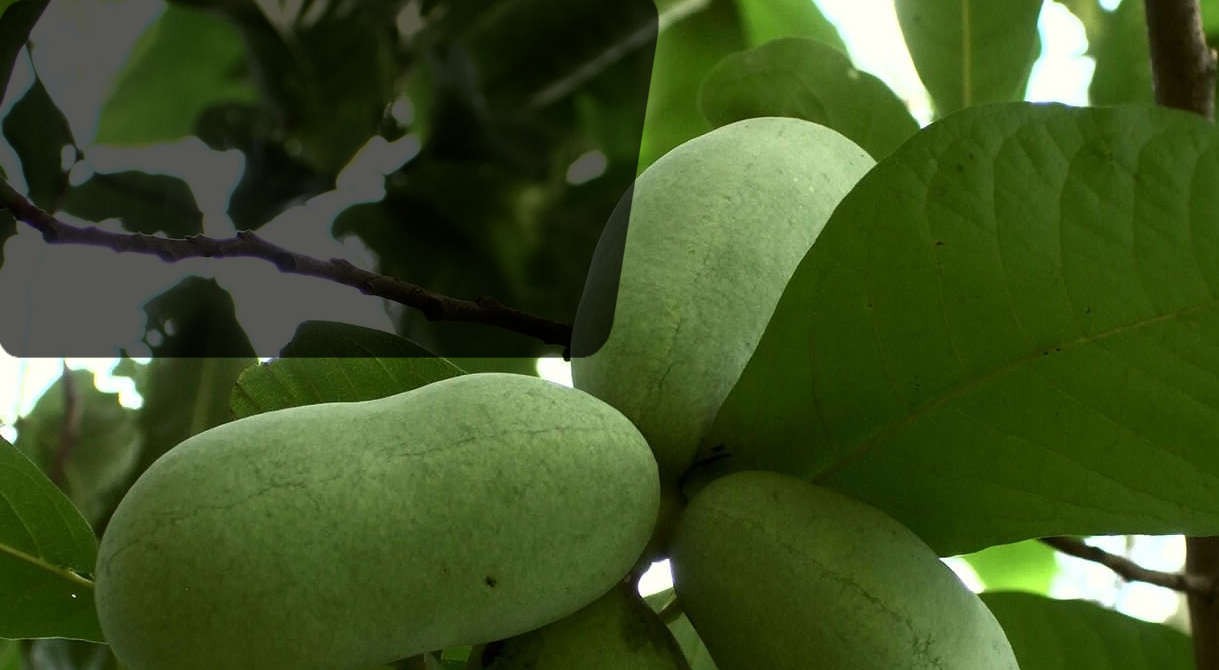 Collection de fruitiers rustiques jusqu'à -20%