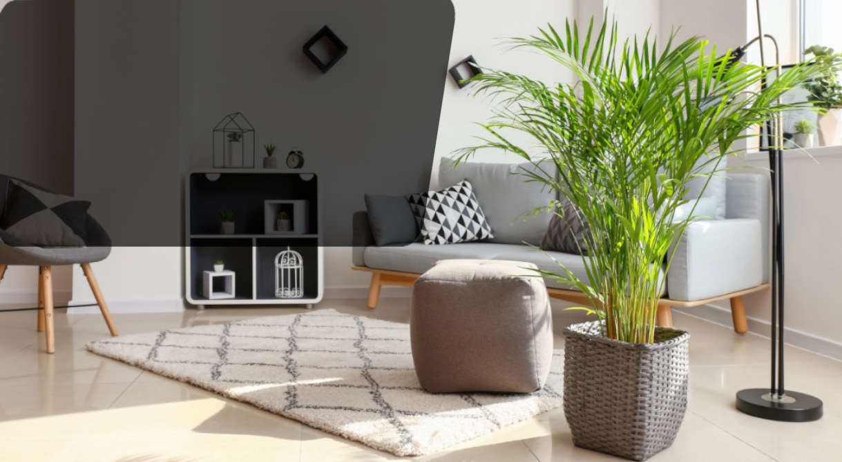 Belles plantes avec le pot assorti !