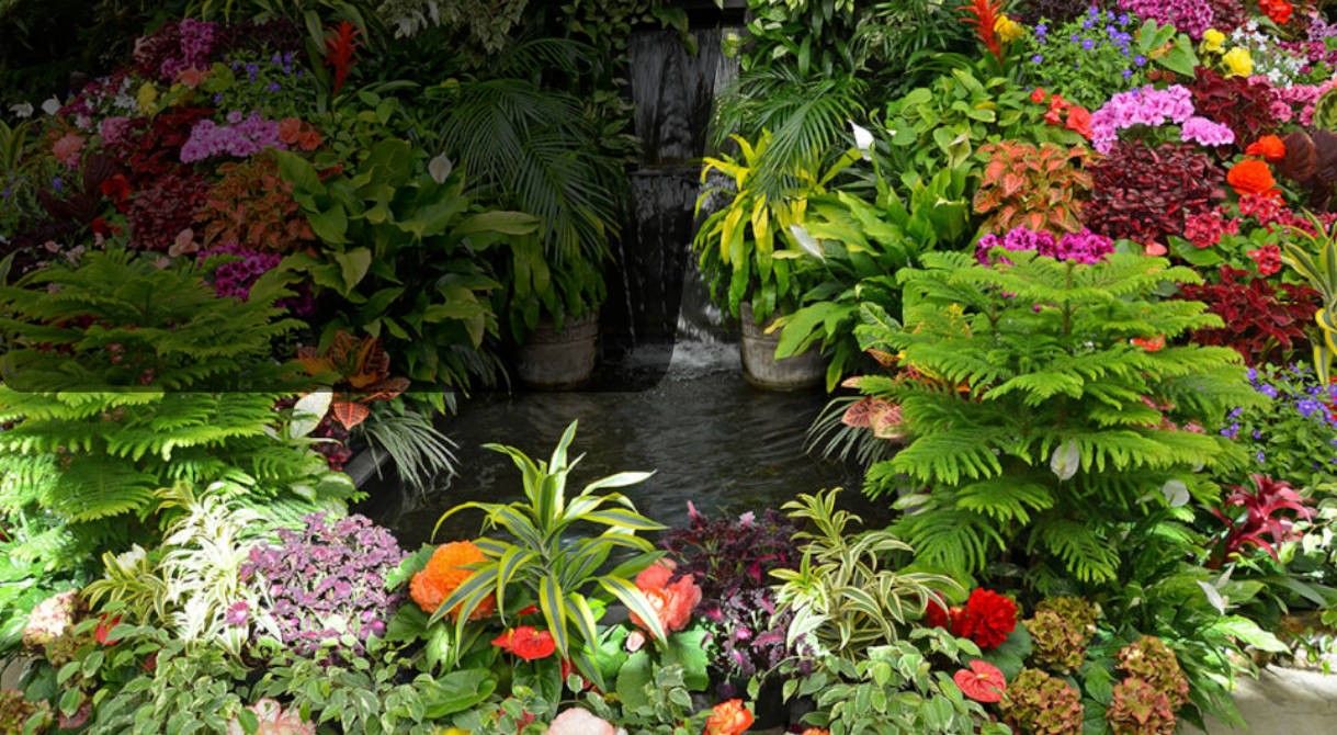 Déstockage massif de plantes